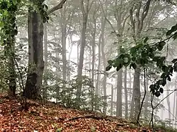 Vrcholová část Plešivce