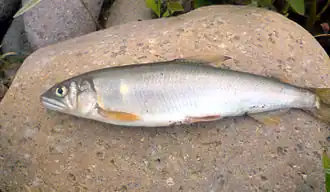 alternativní popis obrázku chybí