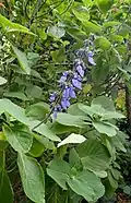 Plectranthus barbatus