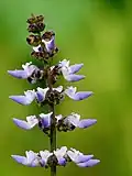 Plectranthus rotundifolius – detail květenství