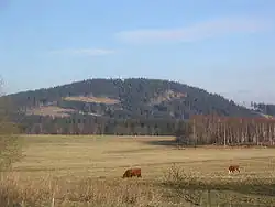 Plešivec od Abertam