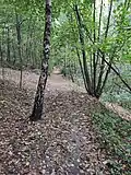Lesní stezka pod Záhumenicí