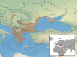 Obvyklý výskyt ještěrky travní