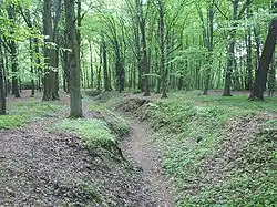 Přírodní rezervace Sojčí úvoz