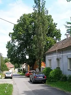 Lípa v Podlešíně