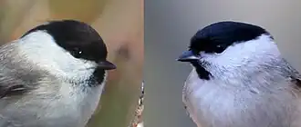 alternativní popis obrázku chybí