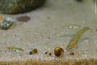 popis obrázku chybí