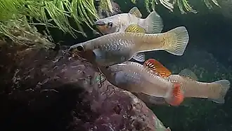 alternativní popis obrázku chybí