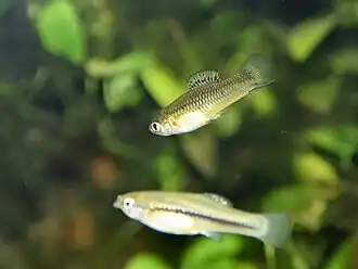 popis obrázku chybí