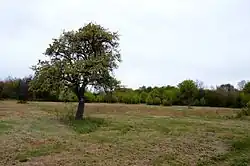 Na vrcholové plošině Pohanský hrad