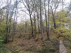 Pohled do lesa ze severní strany