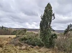 Typický habitus volně rostoucího jalovce (přírodní památka Jalovce na Světovině)