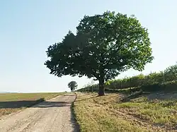 Duby při Cyrilometodějské cestě, Pohořelice