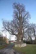 Polánky nad Dědinou památná lípa