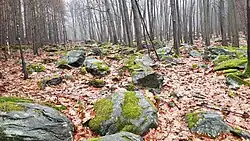 Pole balvanů na západním svahu