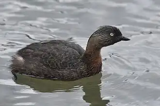 alternativní popis obrázku chybí