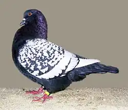 Rys černý šupkatý bělohrotý