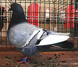 Polský rys modrý bělopruhý