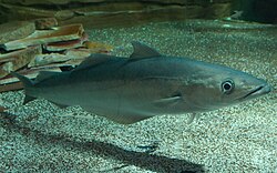 alternativní popis obrázku chybí