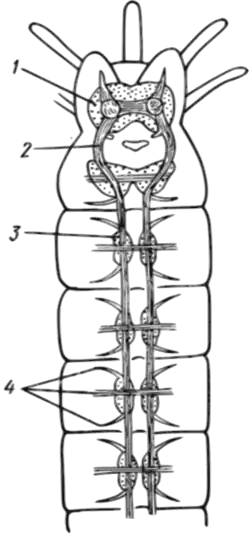 Stručný nákres nervové soustavy mnohoštětinatce