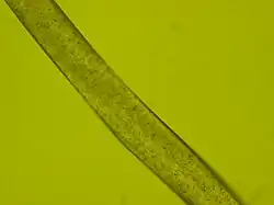 Polyesterové vlákno 400× zvětšené