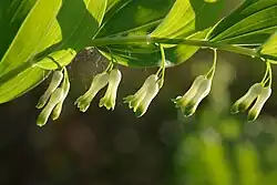 Kokořík mnohokvětý (Polygonatum multiflorum)[8]