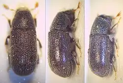 Lýkohub (Polygraphus grandiclava)