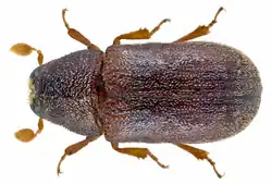 Lýkohub matný (Polygraphus poligraphus)