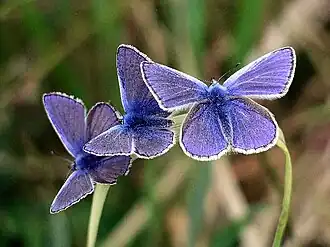 alternativní popis obrázku chybí