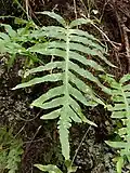 Osladič makaronéský (Polypodium macaronesicum)
