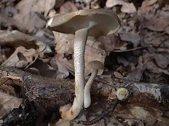 alternativní popis obrázku chybí