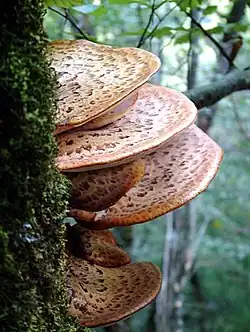 Choroš šupinatý (Polyporus squamosus)