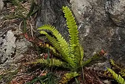 Kapradina hrálovitá