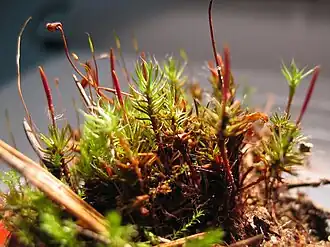 alternativní popis obrázku chybí