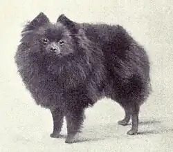 Miniaturní pomeranian z roku 1915