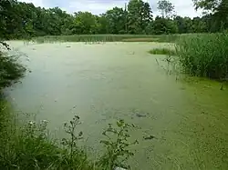 Rybník Malý Vaček v rezervaci