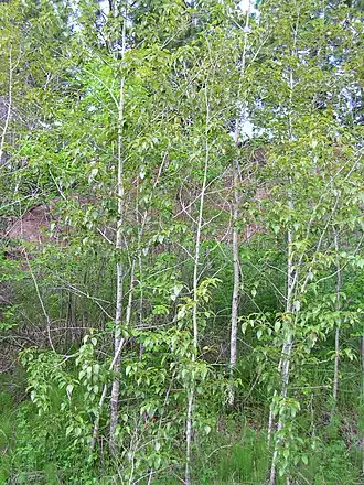 alternativní popis obrázku chybí