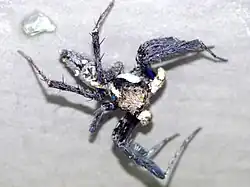 Samice z hongkongské populace. Je vidět neobvyklé modravé zbarvení.