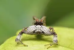 Čelní pohled na Portia labiata