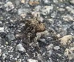 Pavouk Portia labiata zachycený ze předu na kameni