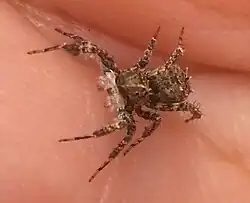 Pavouk Portia labiata na lidské ruce