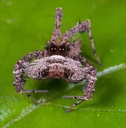 Čelní pohled na Portia orientalis