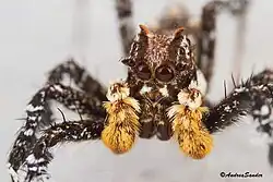 Detail hlavy Portia schultzi