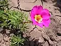 Šrucha velkokvětá (Portulaca grandiflora)