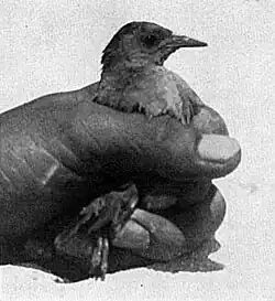 Černobílá fotografie chřástala v dlani člověka