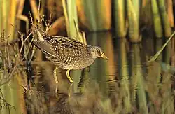 chřástal kropenatý