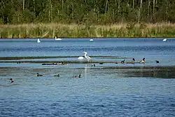 Vodní ptactvo na Poselském rybníku