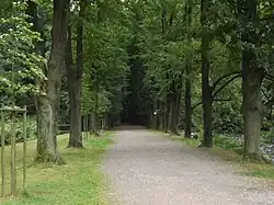 Trasa 4334 vedoucí lipovou alejí podél Divoké Orlice u Potštejna