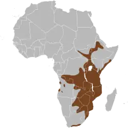 Rozšíření štětkouna šedého (hnědě)