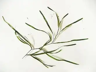 alternativní popis obrázku chybí